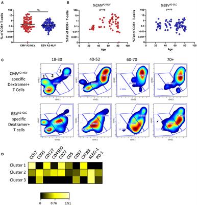 Age and CMV-Infection Jointly Affect the EBV-Specific CD8+ T-Cell Repertoire